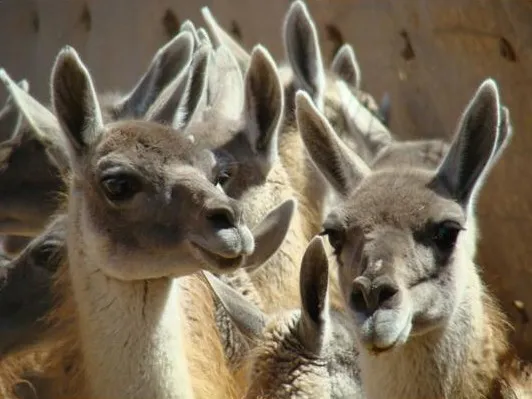 multimedia.miniatura.838fa7050c64eb32.bWluaWF0dXJhLndlYnA=