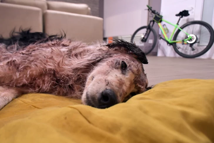 PERRITA-RESCATADA-DEL-BARRIO-OLIVIERI-3-728x485