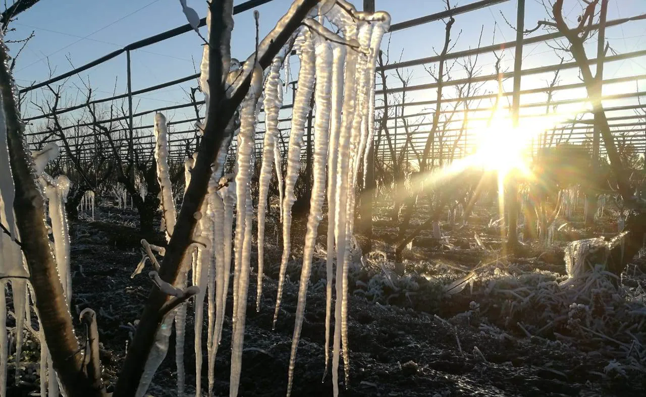 helada-en-ciruela-industria